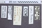 Etiketten zu Cardiotarsus perroti (Fleutiaux, 1940) (NHMW-ZOO-COL-0008531)